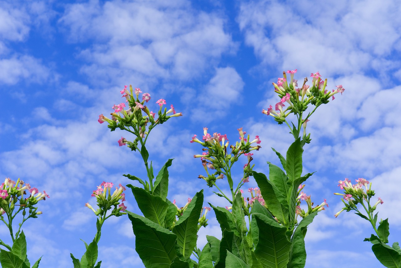 plante de tabac en fleurs procurant la niotine qui crée la dépendance au tabac